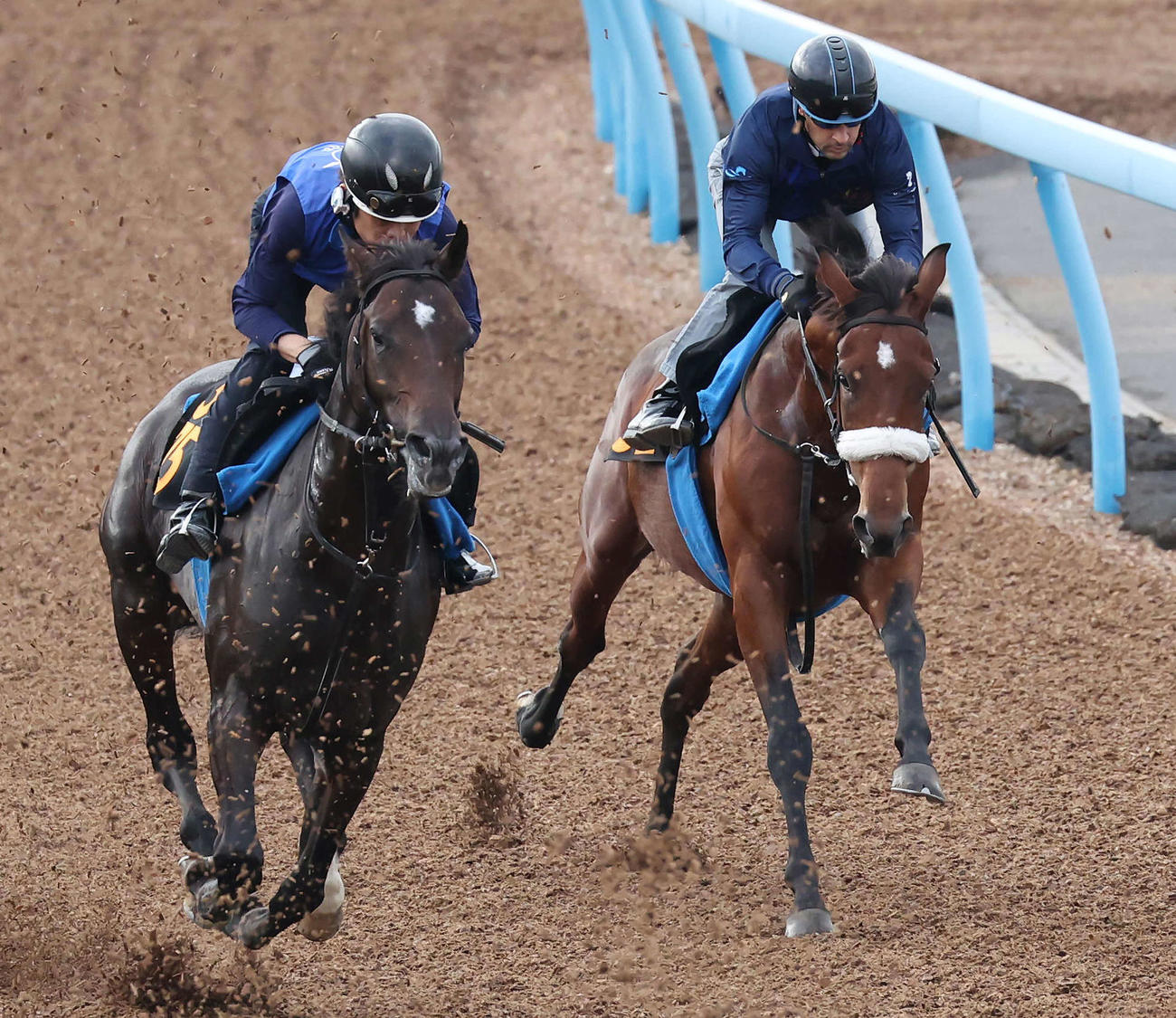 アロンズロッド（右）はルメール騎手を背に美浦ウッドを併せ馬で追い切られた（撮影・丹羽敏通）