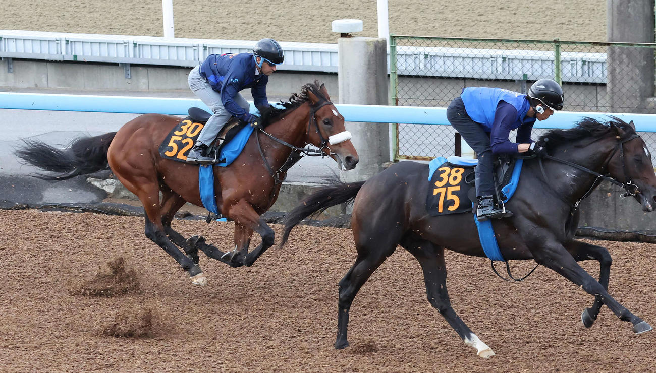 アロンズロッド（左）はルメール騎手を背に美浦ウッドを併せ馬で追い切られた（撮影・丹羽敏通）