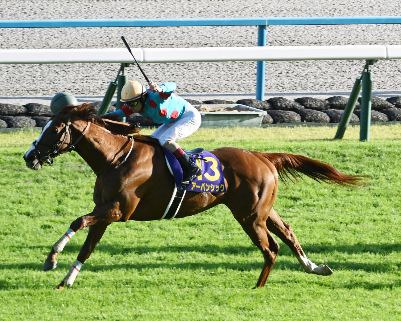 直線抜け出して菊花賞を制したアーバンシック（撮影・前岡正明）