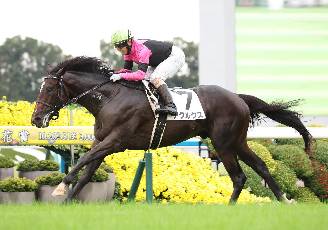 京都5R、直線抜け出して新馬戦を制したアクルクス（撮影・白石智彦）