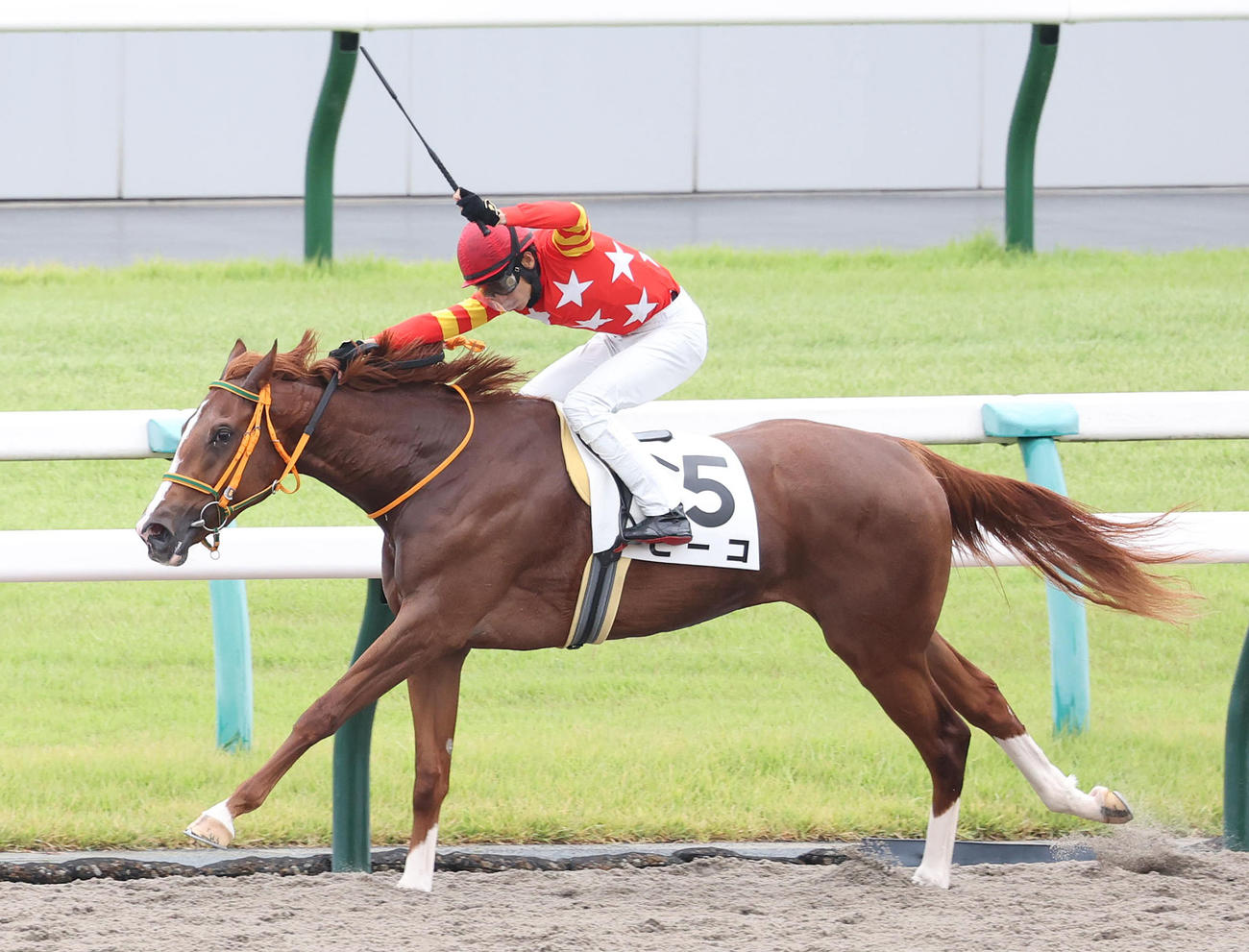 京都4R、逃げ切って新馬戦を制したビーコ（撮影・白石智彦）