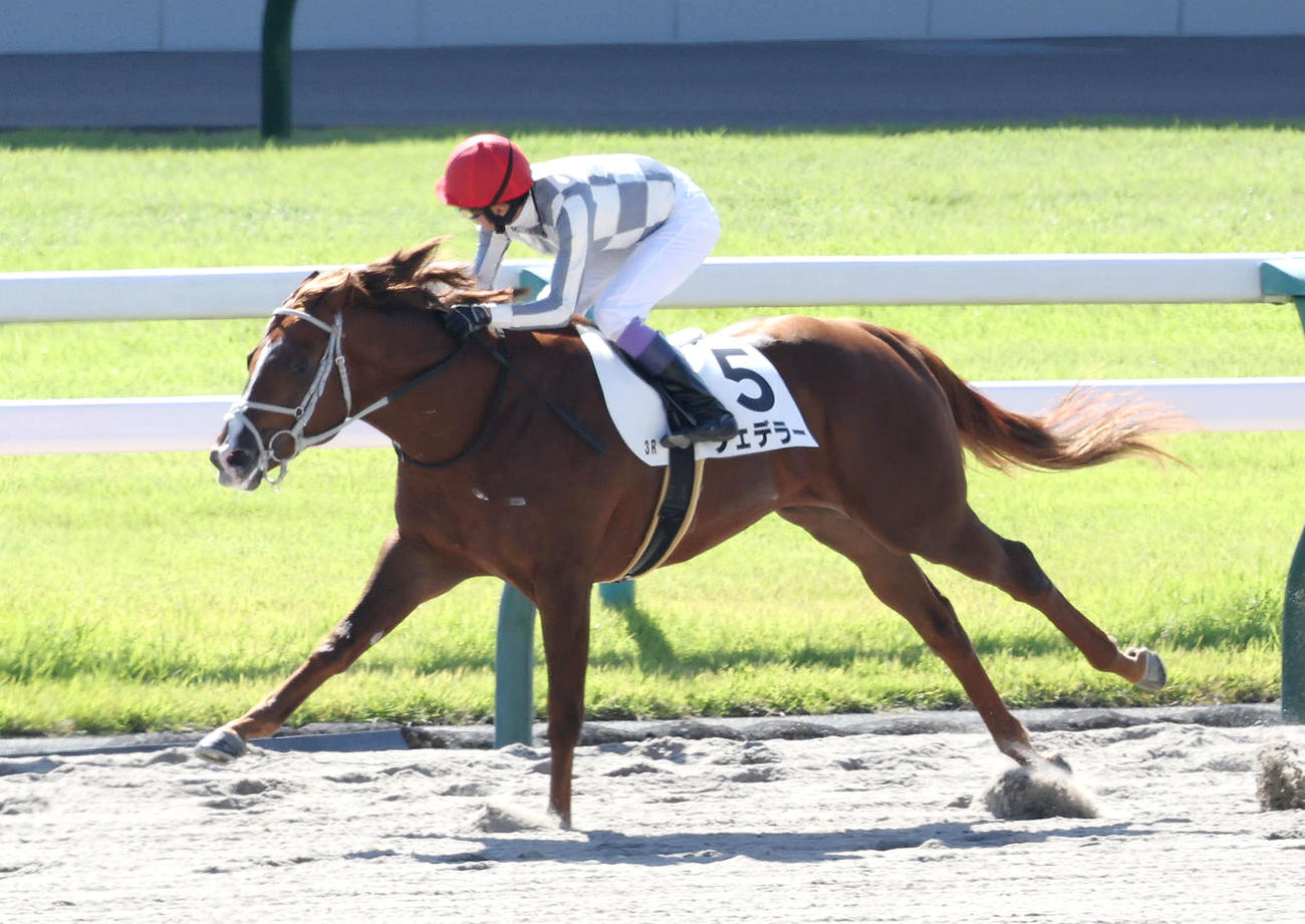 京都3R、後続に大差をつけて新馬戦を楽勝したフェデラー（撮影・白石智彦）