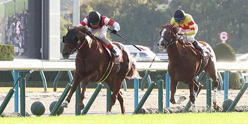 直線抜け出してスワンSを制したウイングレイテスト(左)(撮影・白石智彦)=2023年10月28日、京都競馬場
