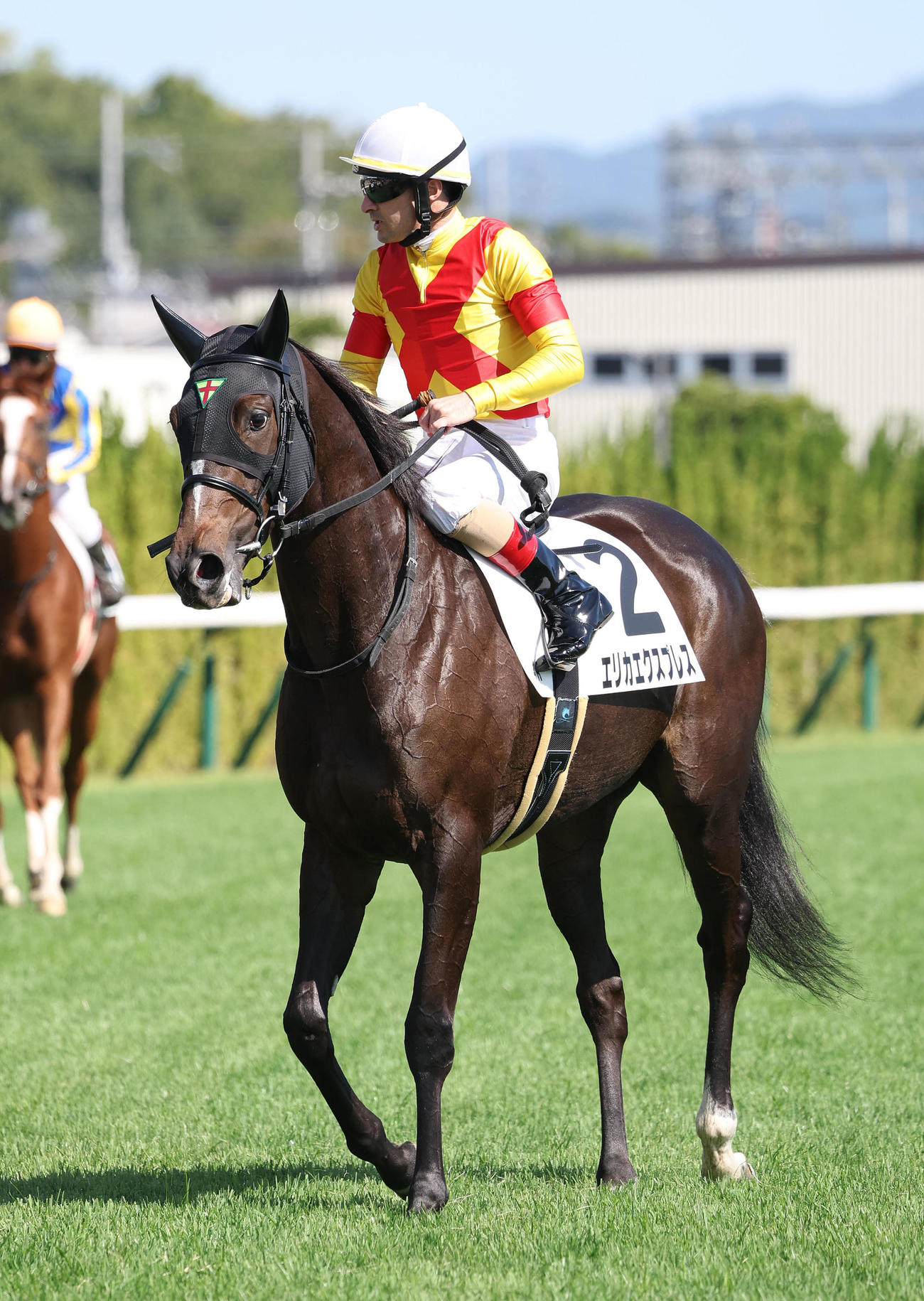 京都4R、新馬戦を制したエリカエクスプレス（撮影・白石智彦）