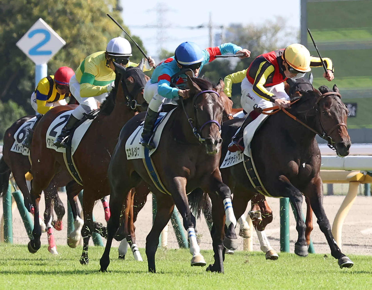 東京5R、2歳新馬戦を制したエネルジコと津村騎手（撮影・丹羽敏通）