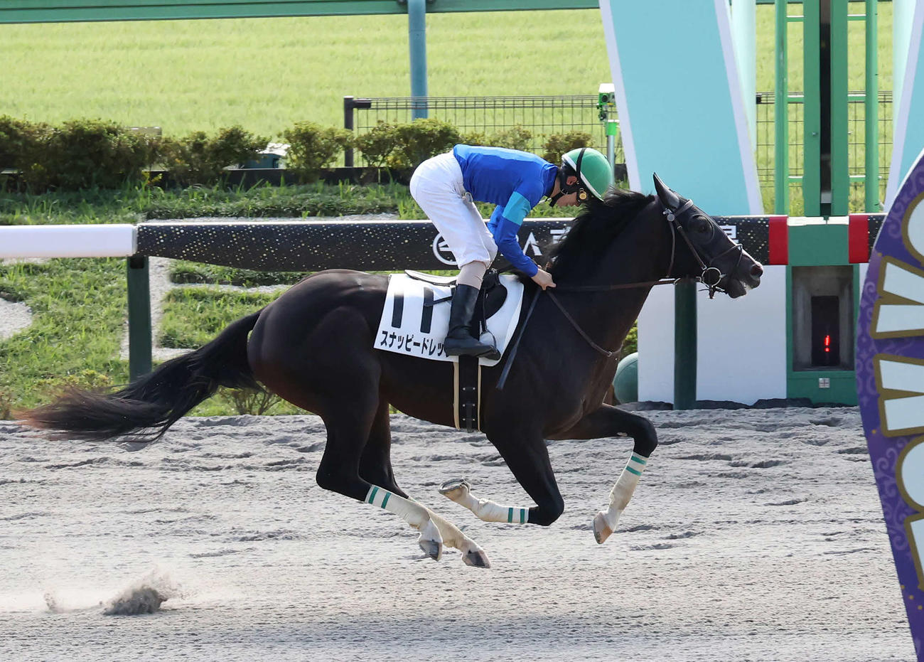 東京4R、2歳新馬戦を圧勝したスナッピードレッサと嶋田騎手（撮影・丹羽敏通）