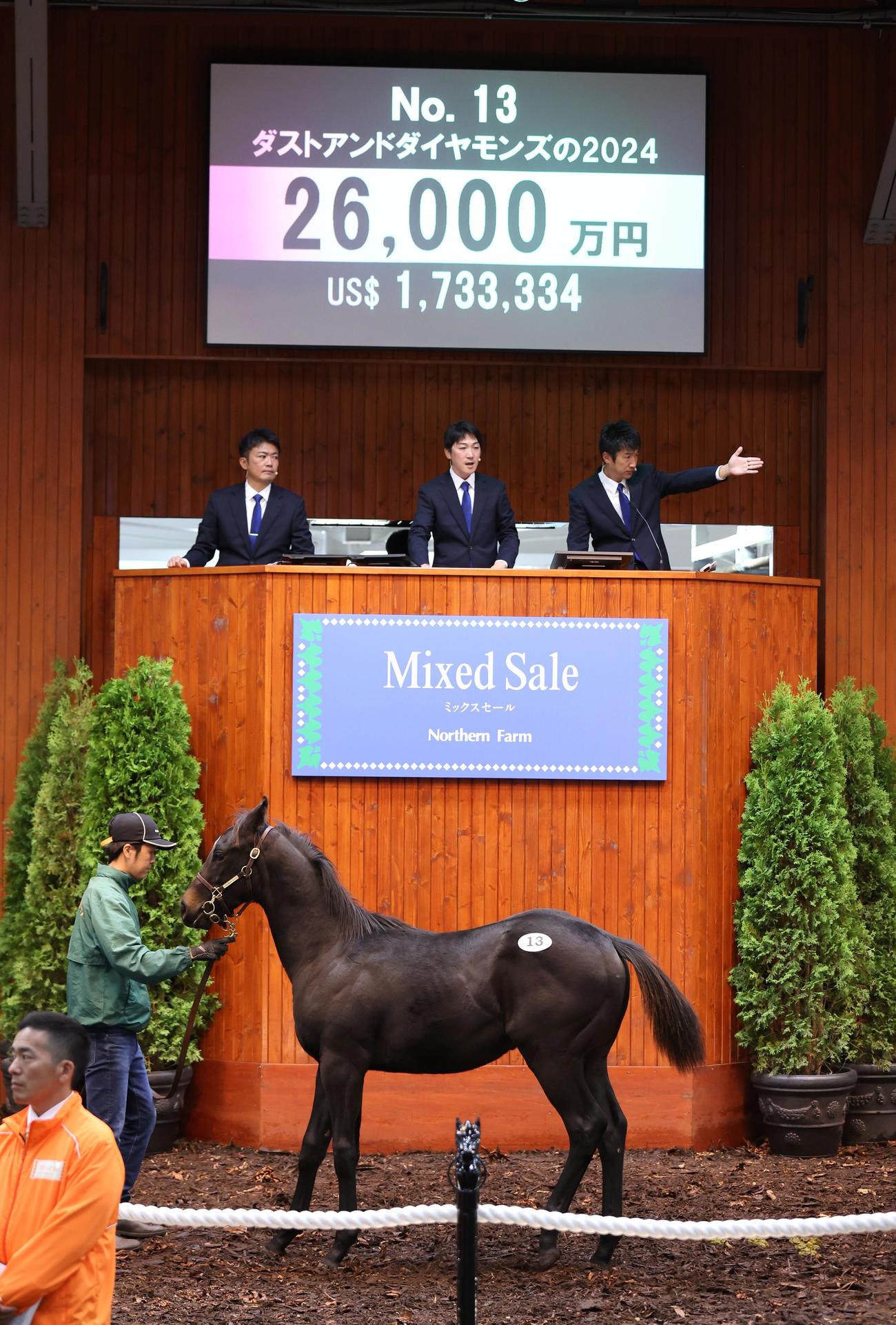 ノーザンファームミックスセール2024　2億6000万円で落札されたダストアンドダイヤモンズの24