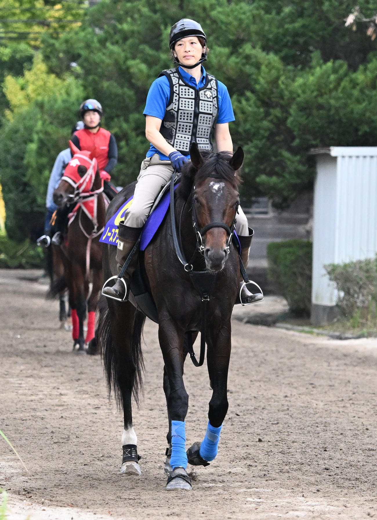 厩舎周りを運動するノースブリッジ（撮影・千葉一成）