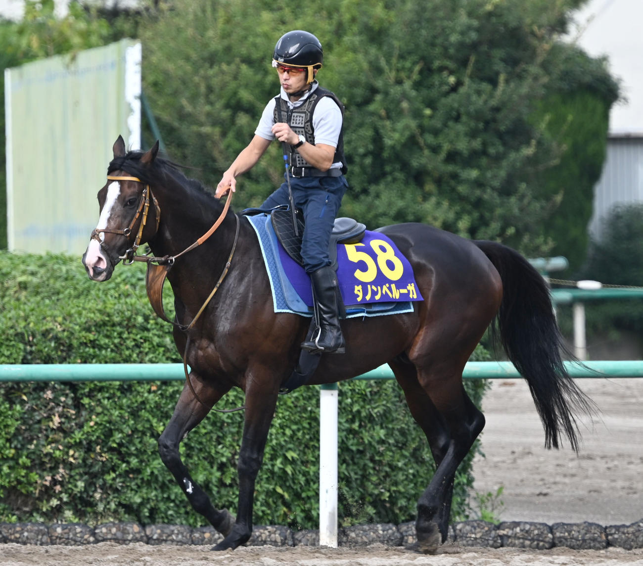 乗り運動するダノンベルーガ（撮影・千葉一成）