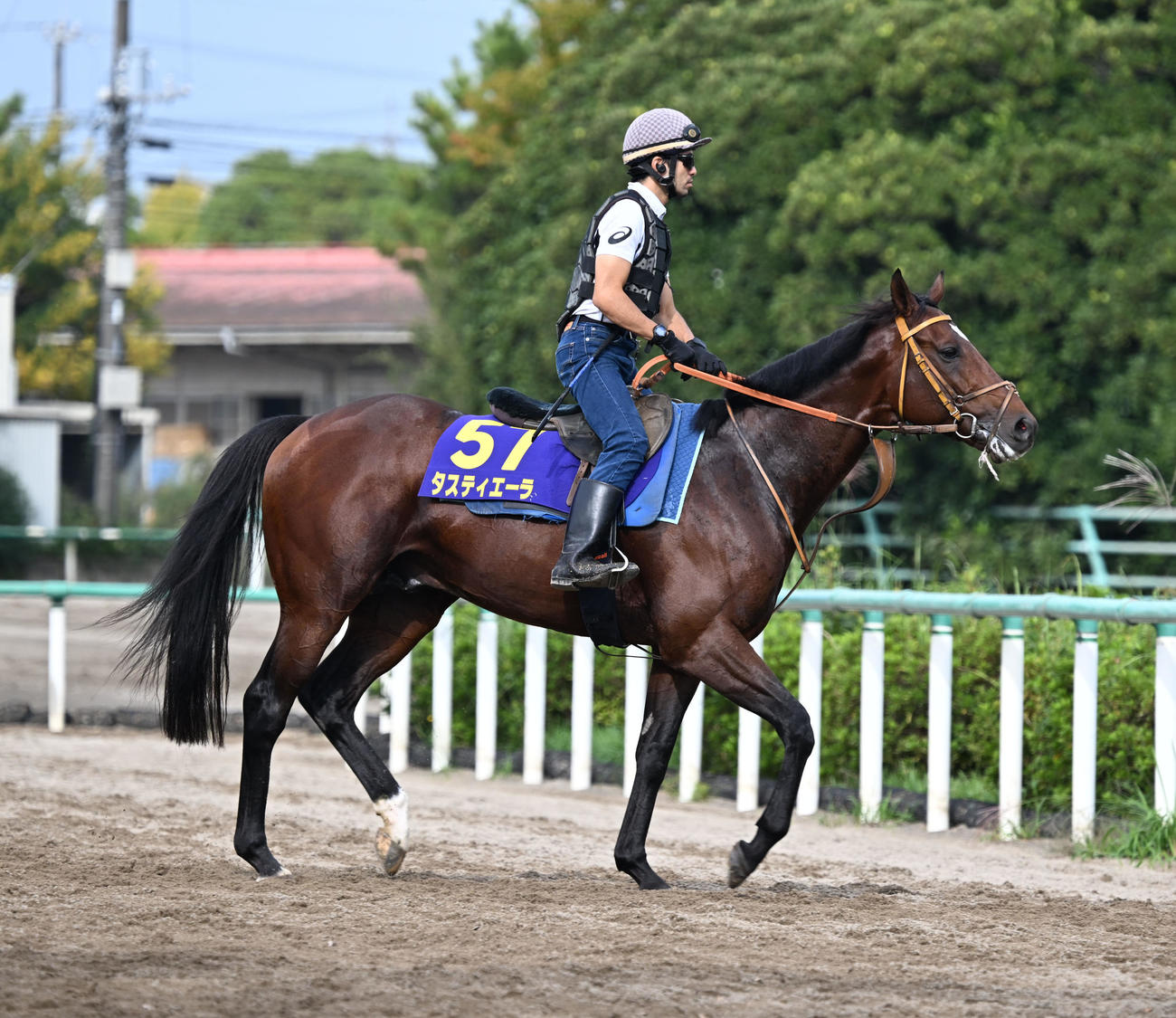 乗り運動するタスティエーラ（撮影・千葉一成）