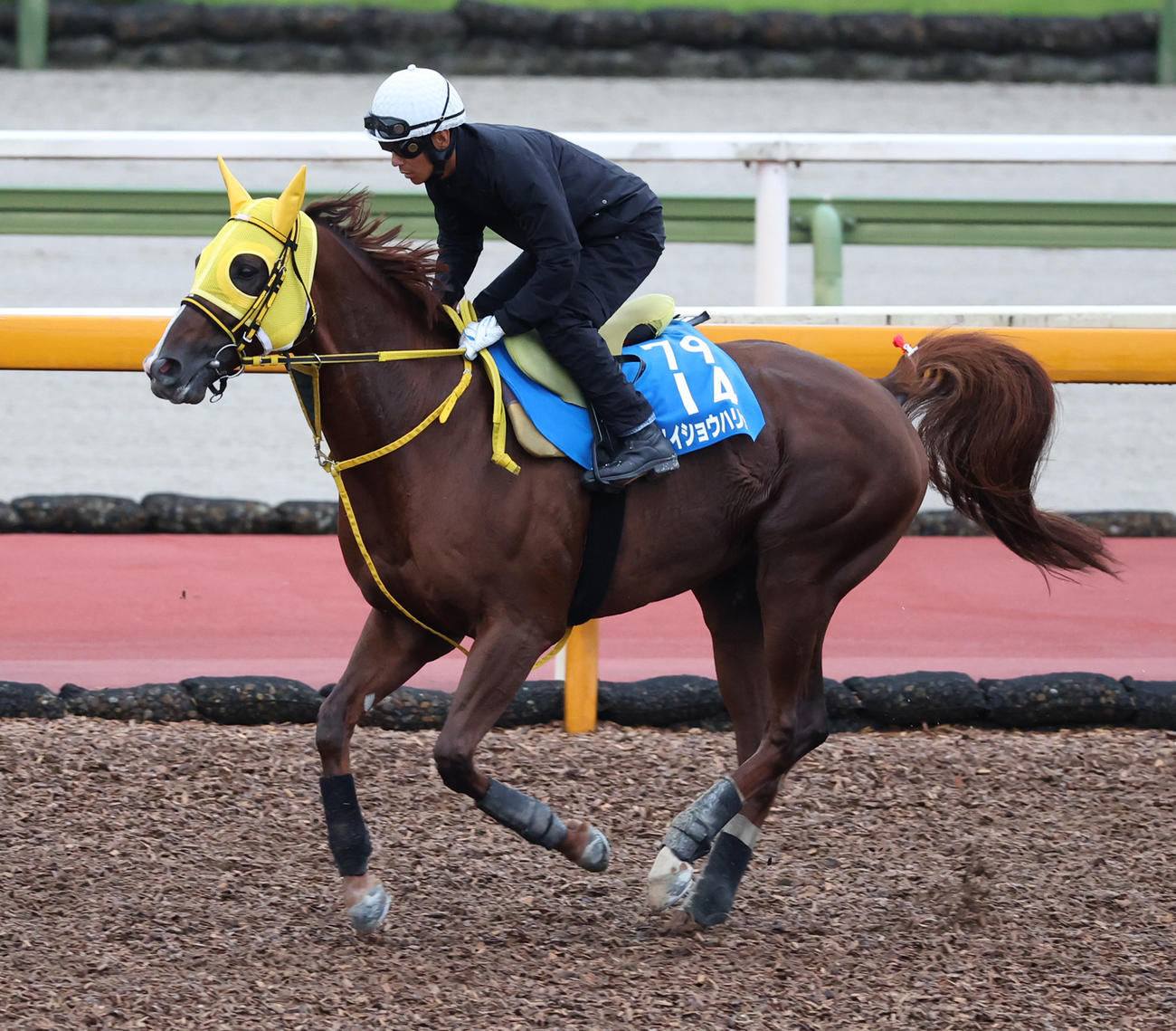 浜中俊騎手を背に馬場入りするメイショウハリオ
