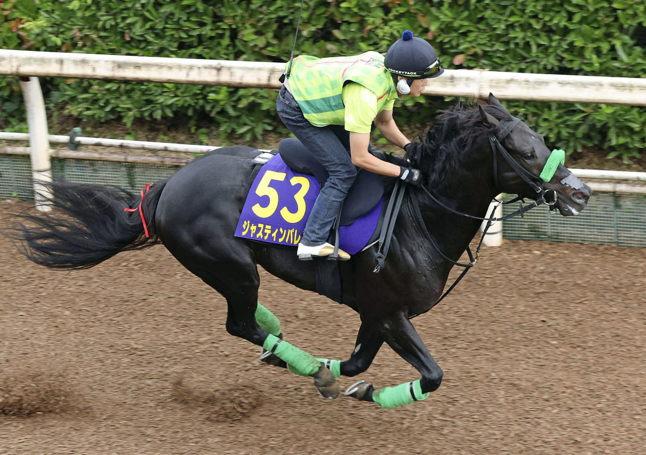 最終追い切りをするジャスティンパレス（共同）
