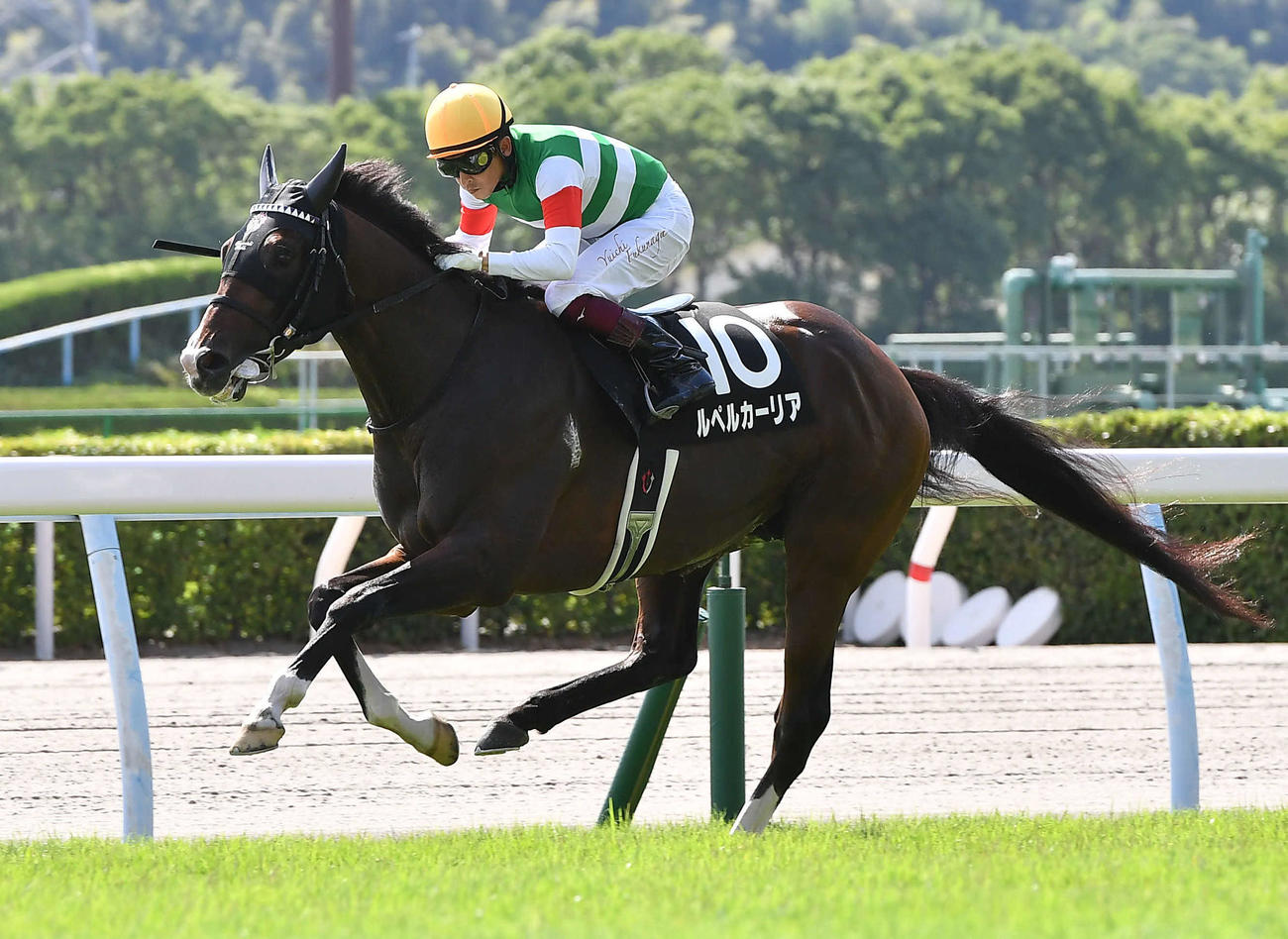 ルペルカーリア（2022年7月撮影）