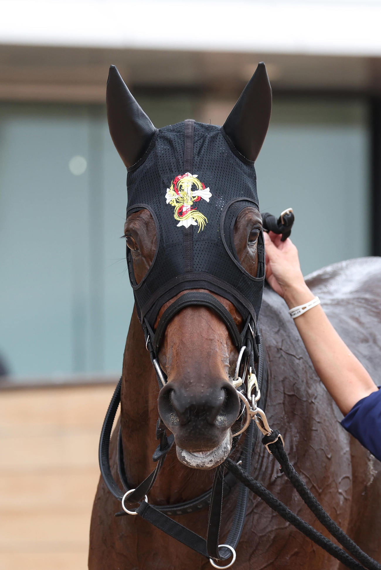 京都4R、2歳新馬戦を制したヴィリアリート（撮影・白石智彦）