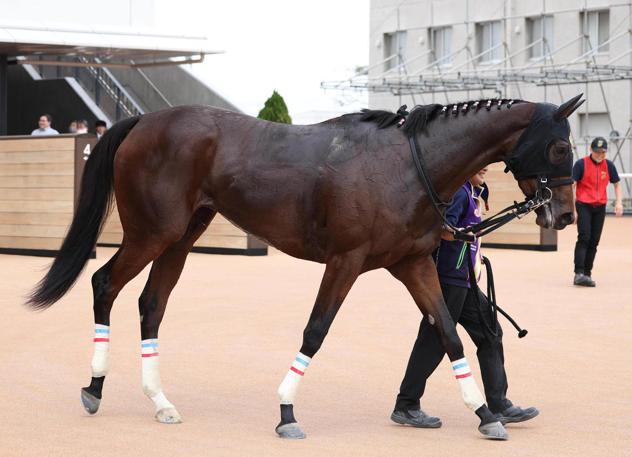 京都4R、2歳新馬戦を制したヴィリアリート（撮影・白石智彦）