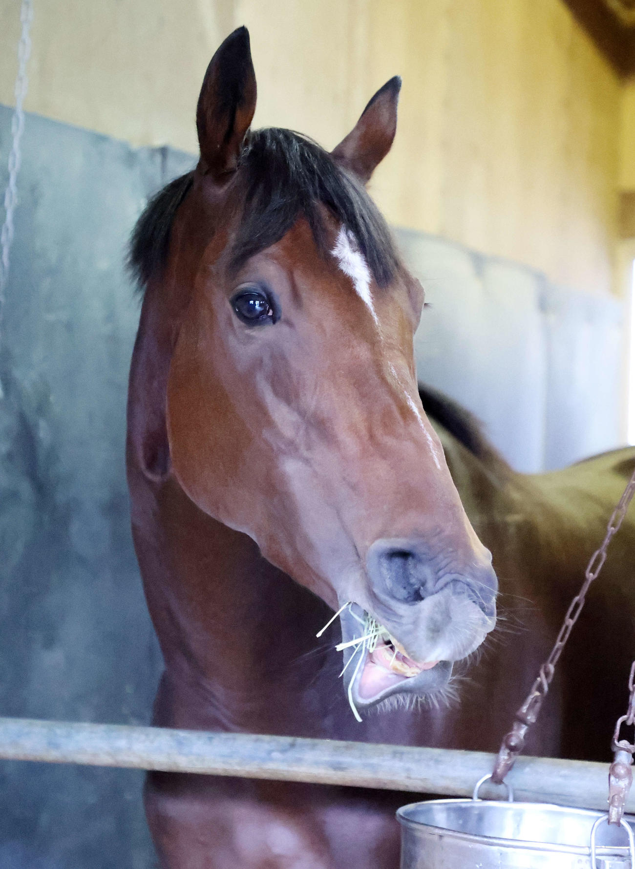 東京競馬場に到着し飼い葉を食べるリバティアイランド（撮影・鈴木正人）