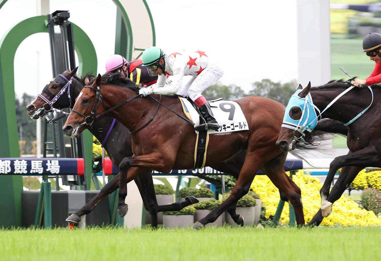 京都5R、ミッキーゴールドはリンクスティップ（奥）を競り落とし新馬戦を勝利（撮影・白石智彦）