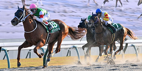 大外から一気でみやこステークスを制したセラフィックコール（撮影・前岡正明）＝2023年11月5日、京都競馬場
