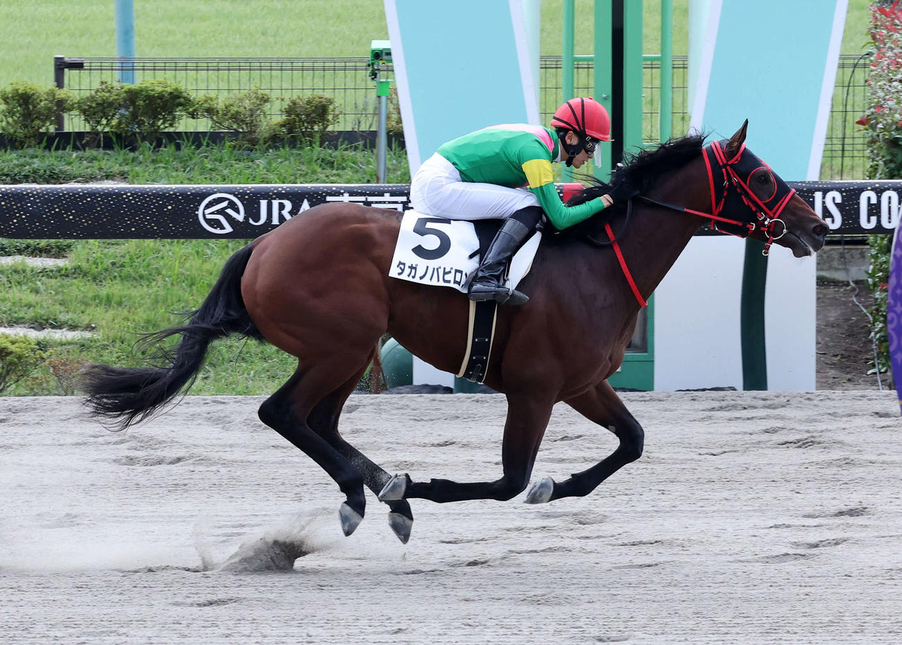 新馬戦を制したタガノバビロン（撮影・鈴木正人）