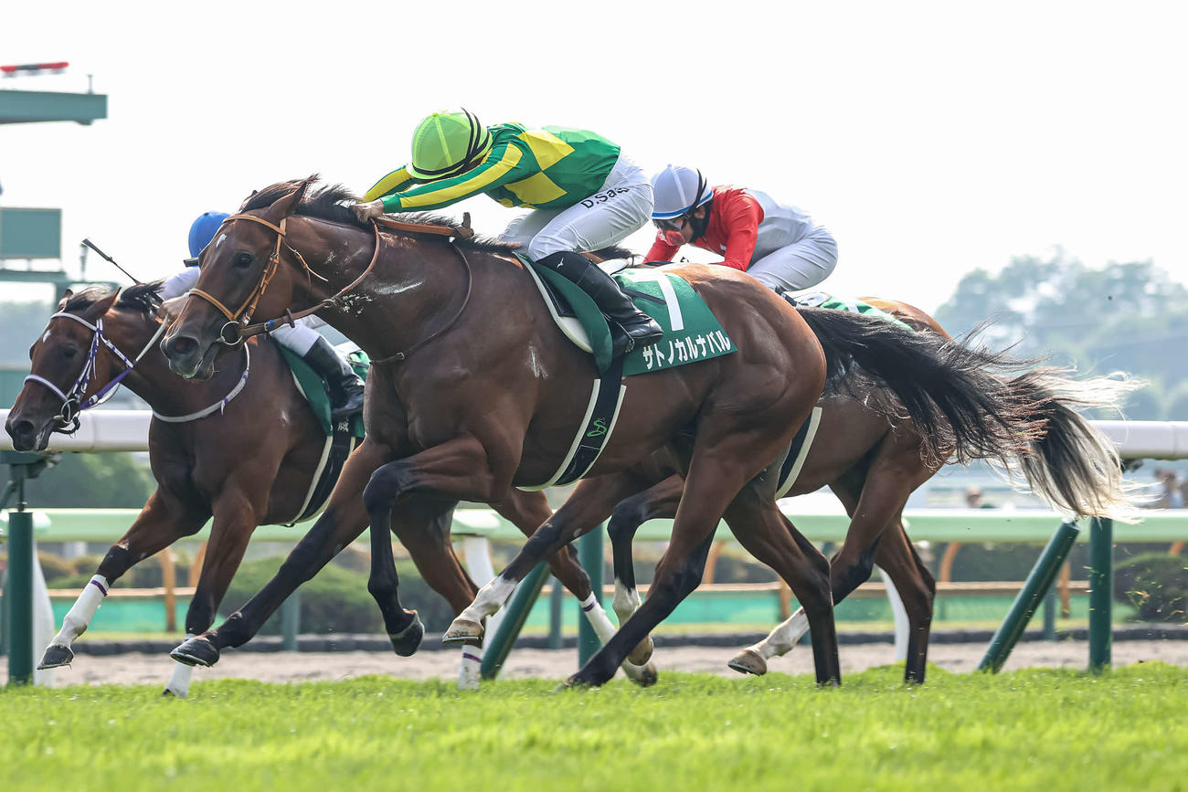 函館2歳Sを制したサトノカルナバル（2024年7月撮影）