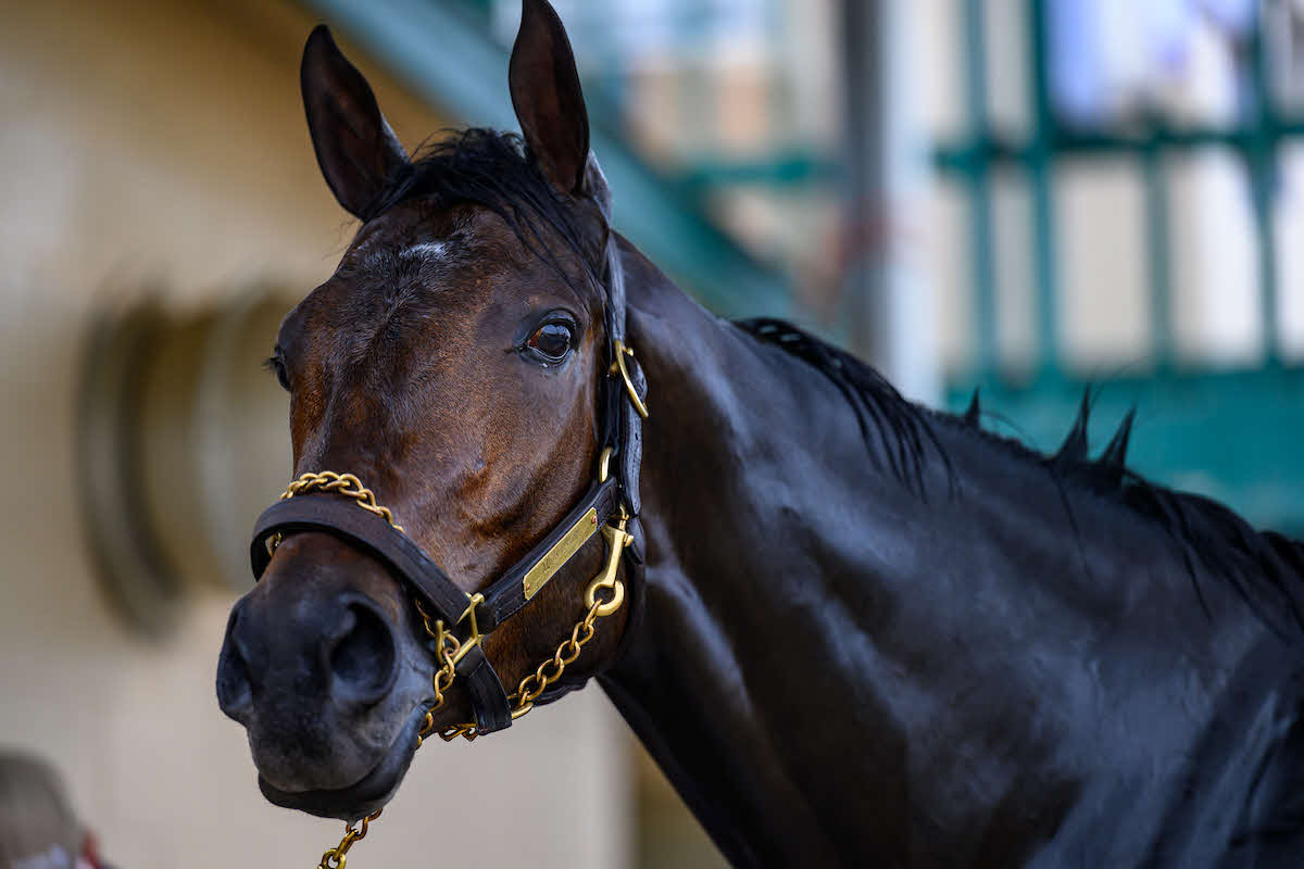 28日朝のフィアースネス（（C）Carlos Calo／Eclipse Sportswire／Breeders Cup）