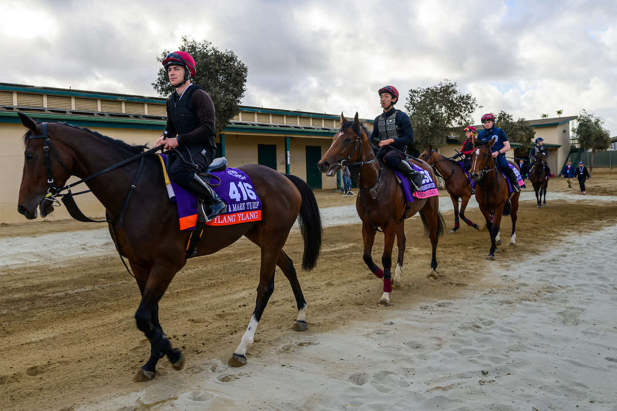29日朝、馬場に向かうイランイラン（先頭）（C）Carlos J. Calo／Eclipse Sportswire／Breeders Cup
