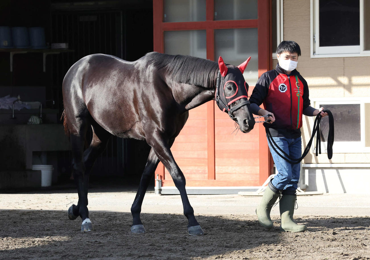 2021年10月以来の平地レースに挑む青木厩舎のマイネルグロン（撮影・丹羽敏通）