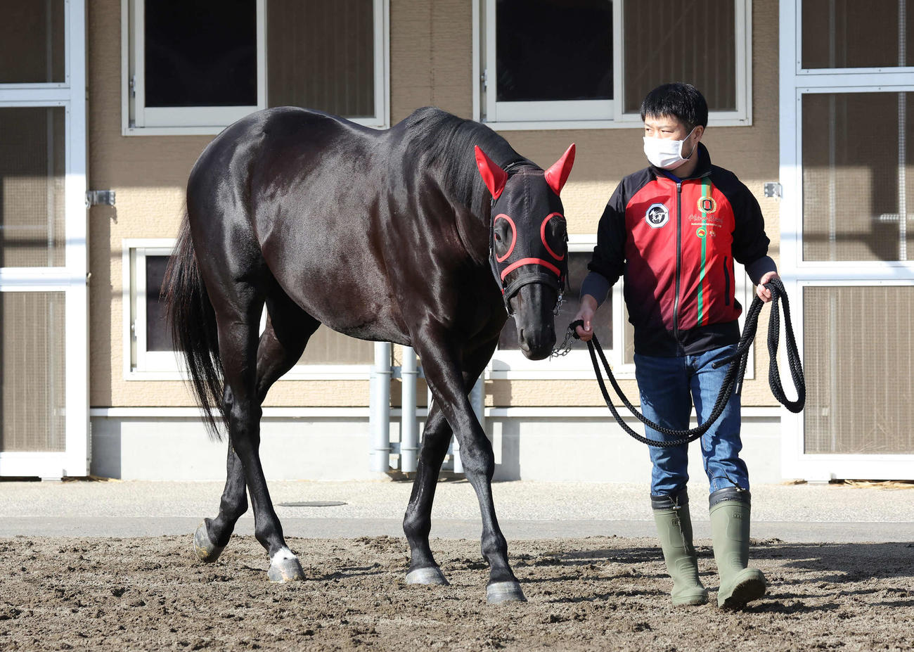 2021年10月以来の平地レースに挑む青木厩舎のマイネルグロン（撮影・丹羽敏通）