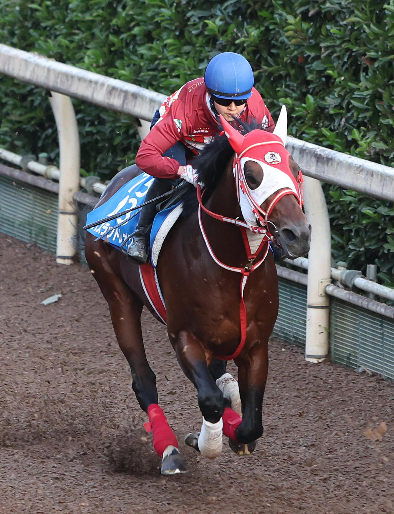 古川奈穂騎手を背に坂路を単走で追い切るバスラットレオン（撮影・白石智彦）