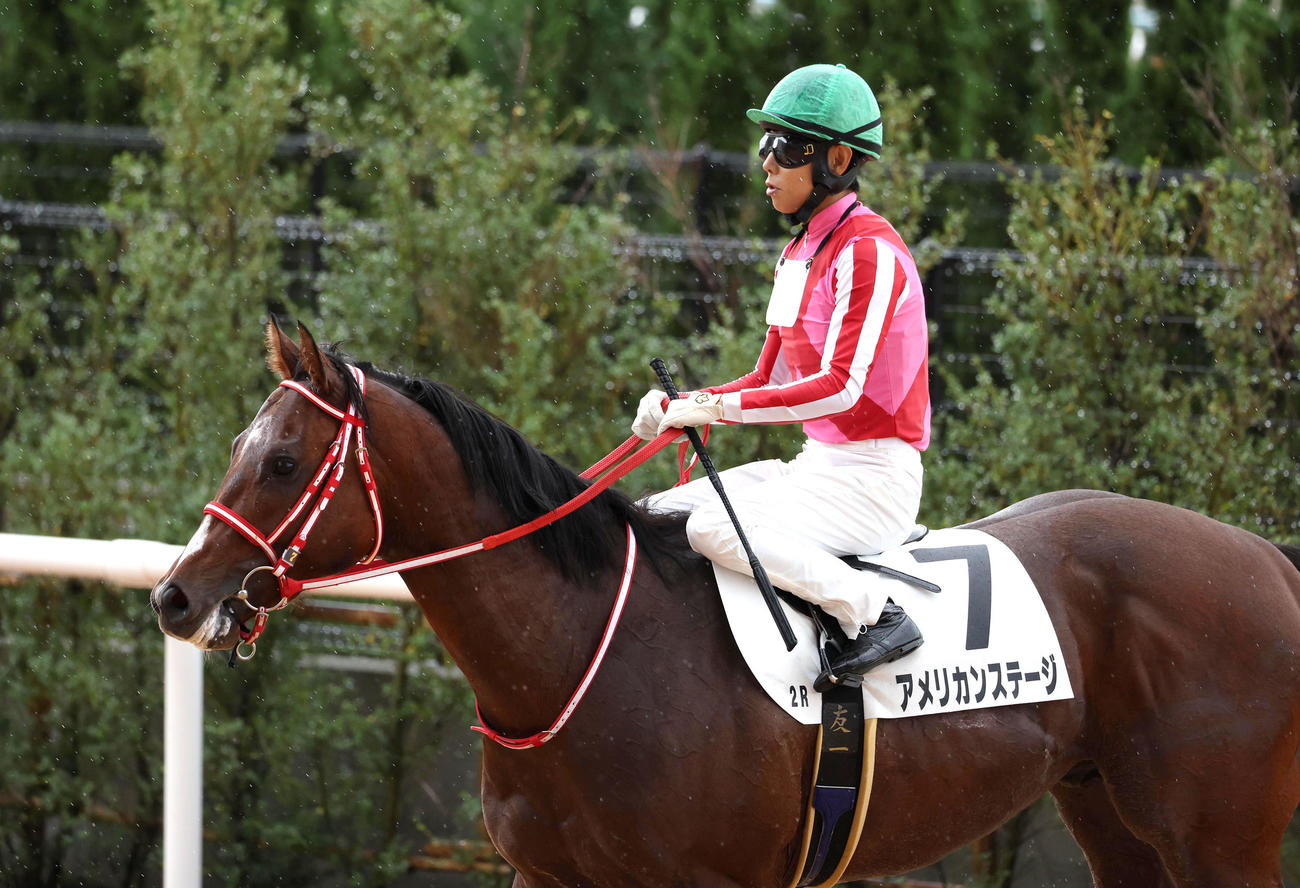 京都2R、レコードタイムで2歳未勝利を勝ち上がったアメリカンステージ（撮影・白石智彦）
