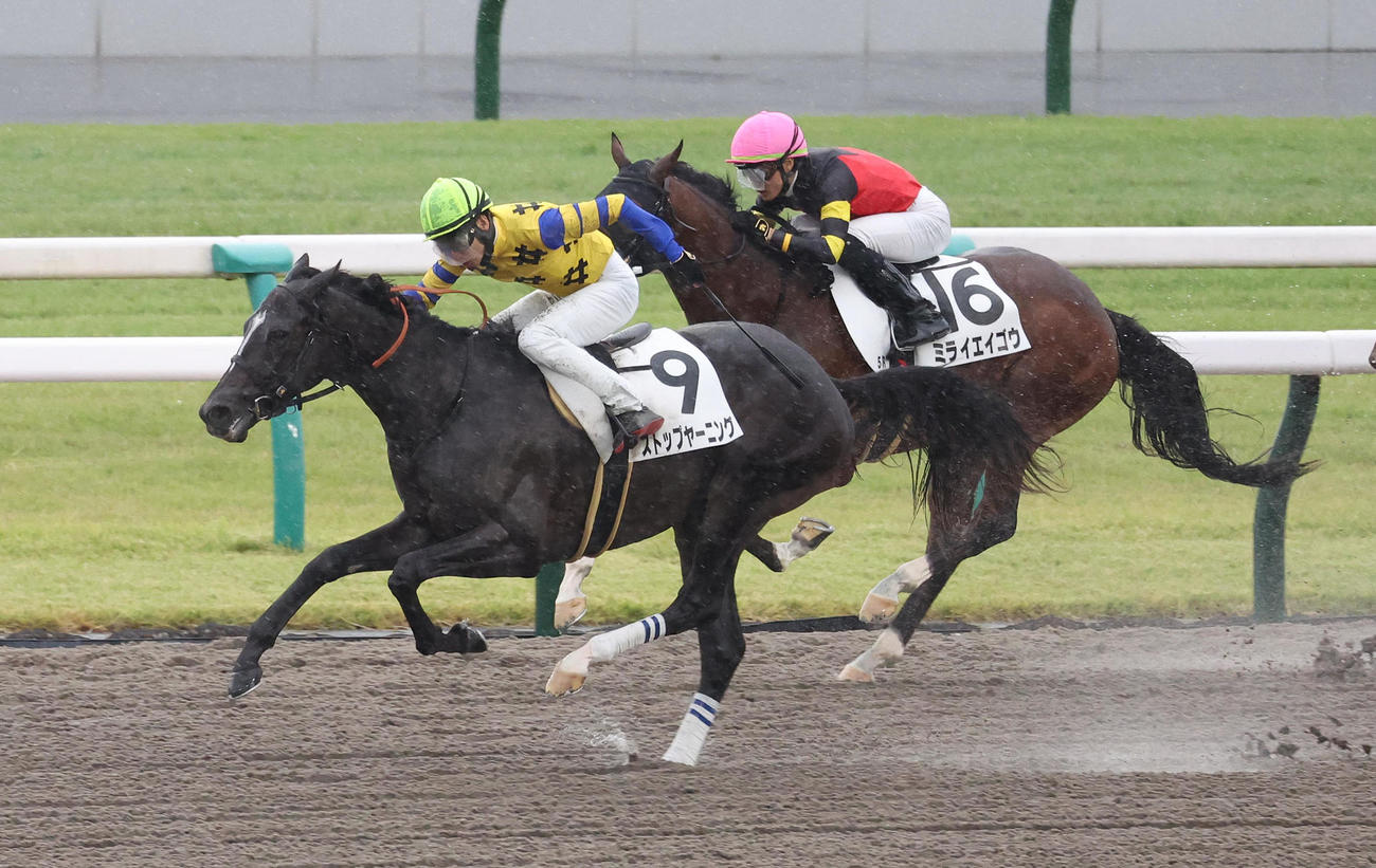 京都5R新馬戦を制したストップヤーニング（撮影・白石智彦）