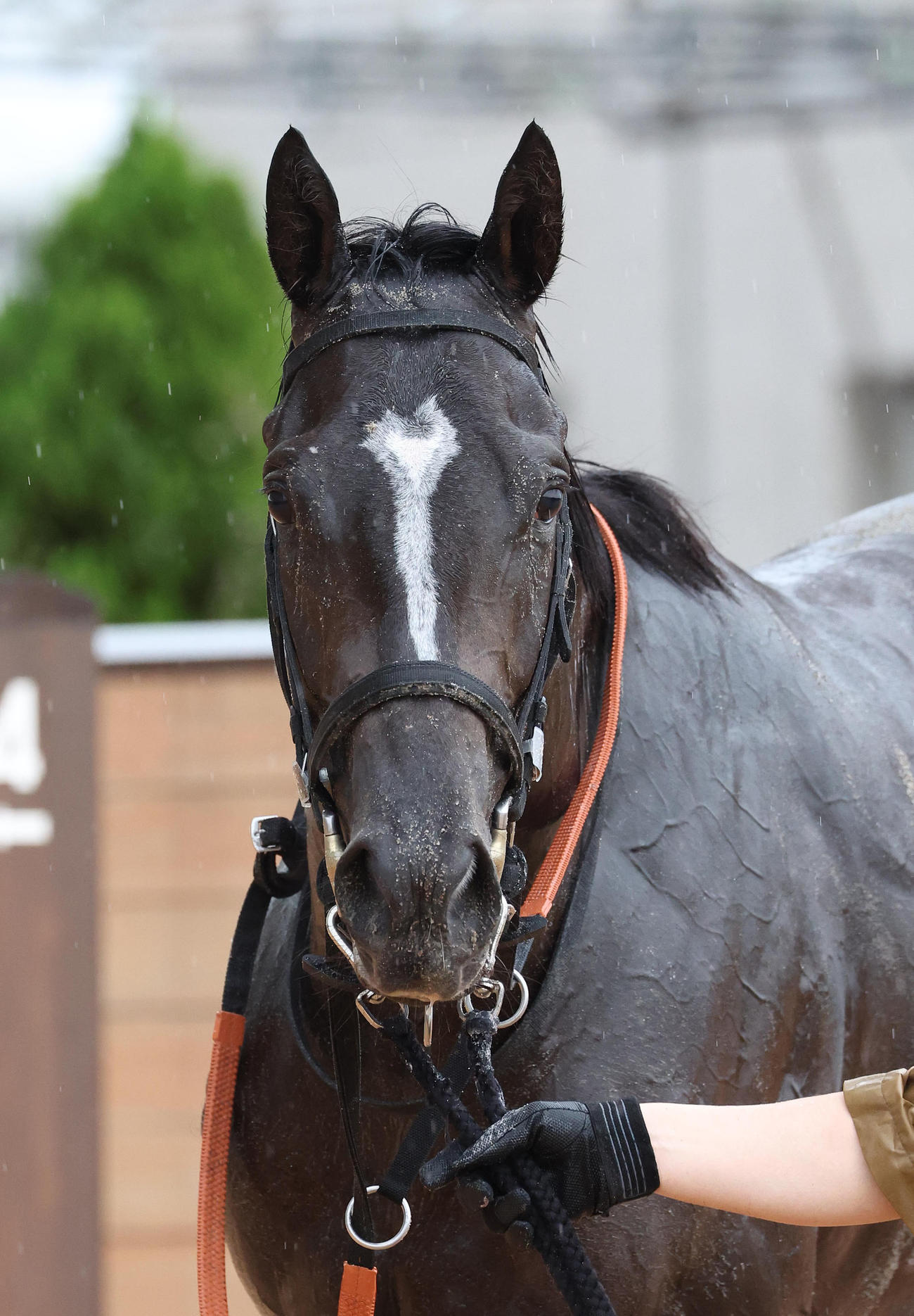 京都5R新馬戦を制したストップヤーニング（撮影・白石智彦）