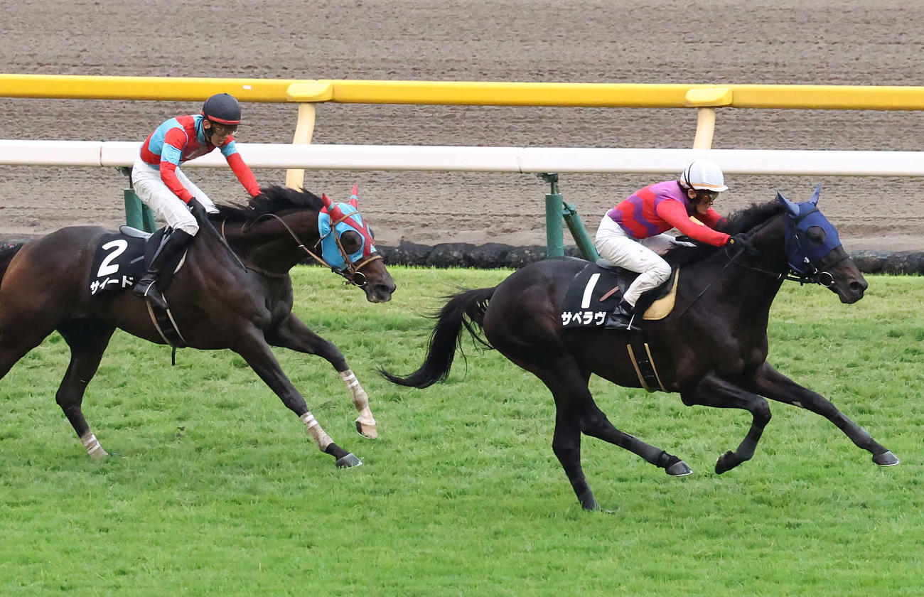 東京8R、秋陽JSを制したサペラヴィと江田勇騎手（撮影・丹羽敏通）