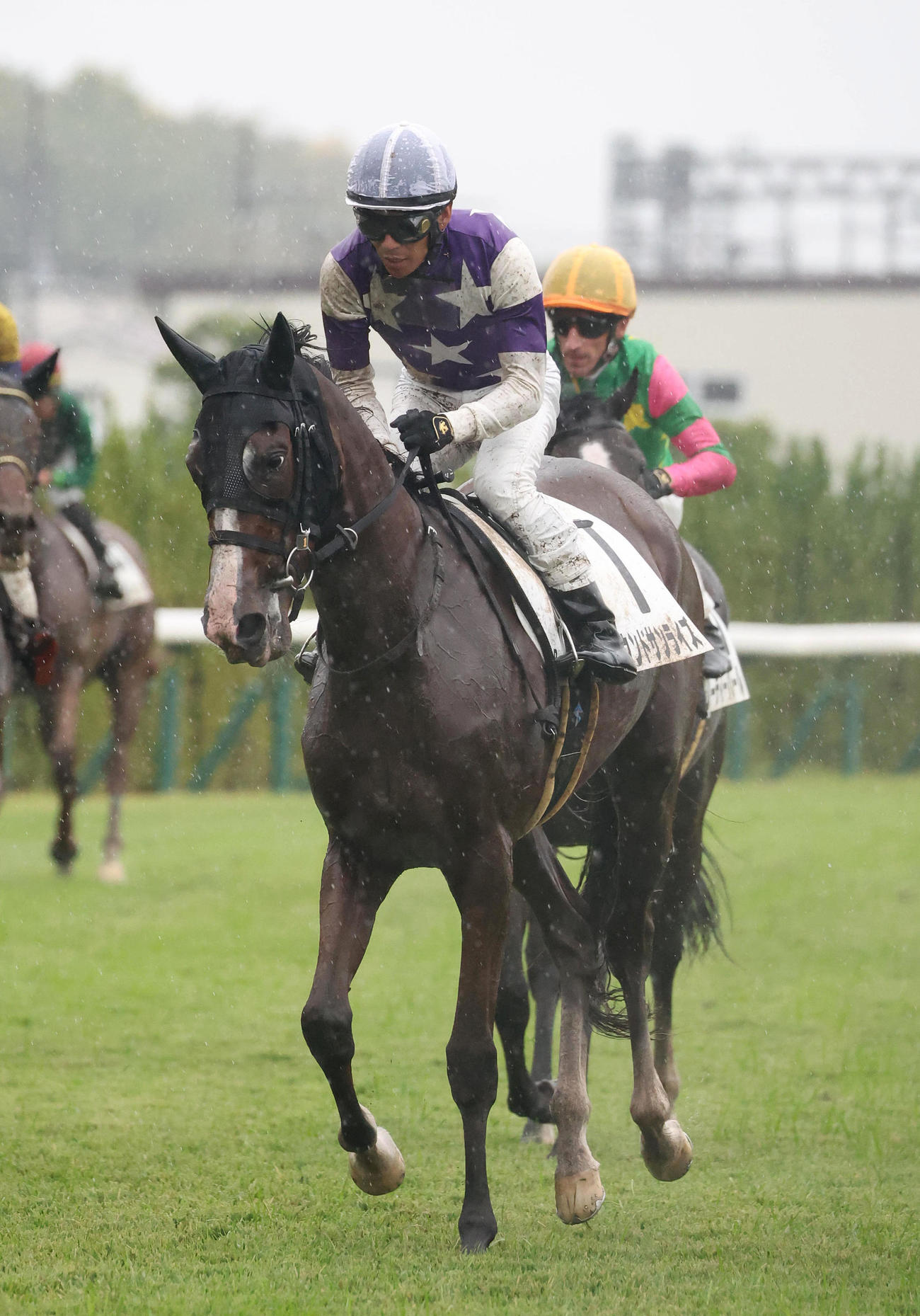 京都6R、新馬戦を制したサウンドサンライズ（撮影・白石智彦）