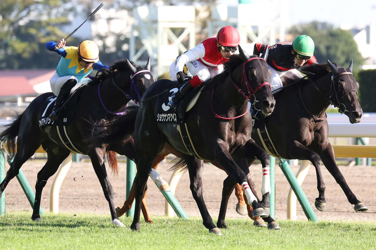 百日草特別を制したショウナンマクベスと池添騎手（撮影・丹羽敏通）