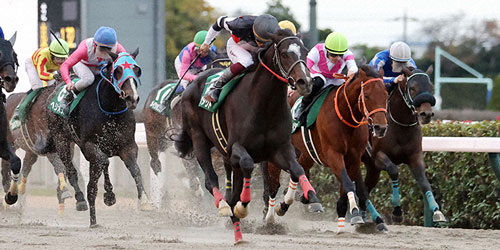 武蔵野Sを制したドライスタウト（中央）と横山武史騎手（撮影・鈴木正人）＝2023年11月11日、東京競馬場