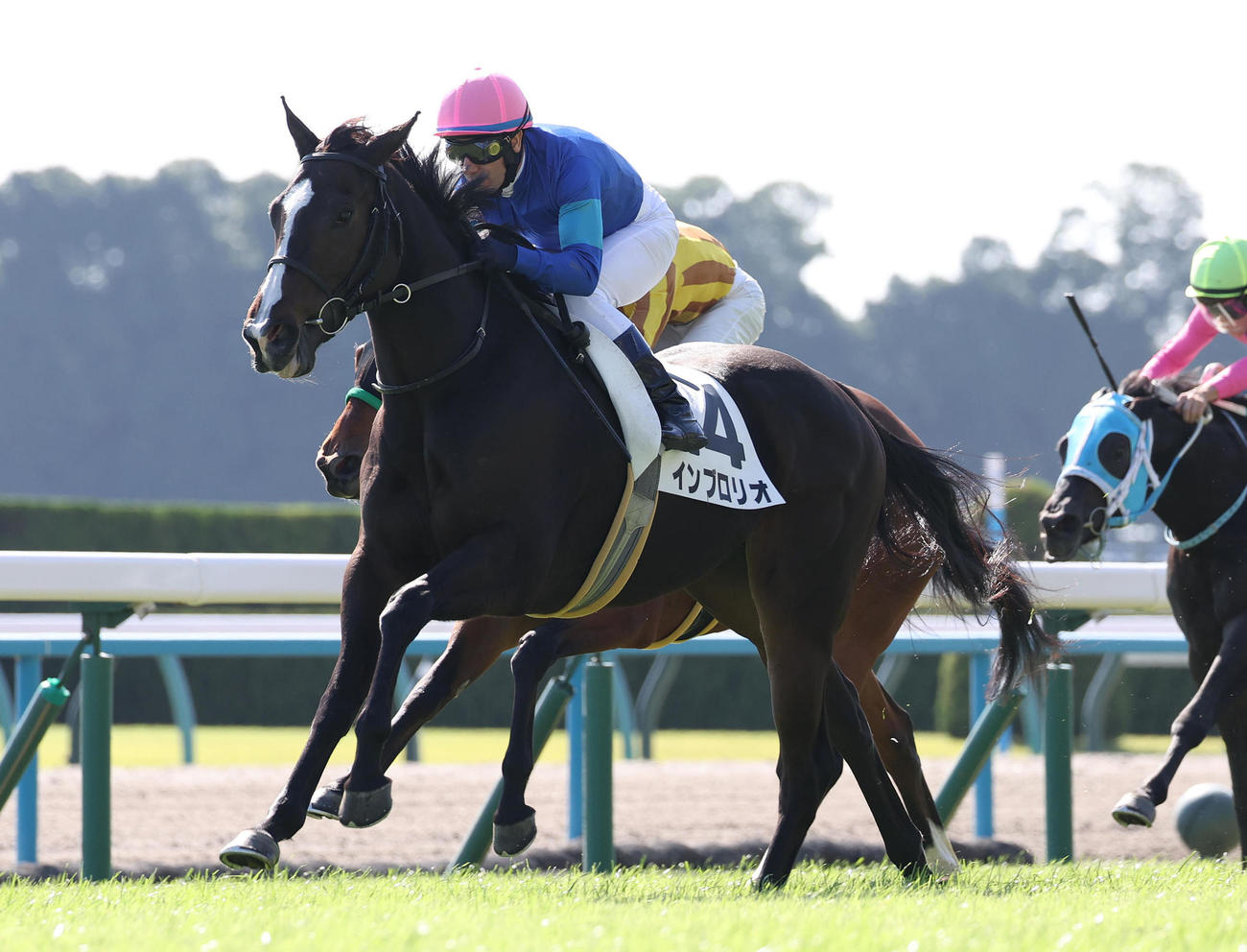京都4R、直線抜け出して新馬戦を制したインブロリオ（撮影・白石智彦）