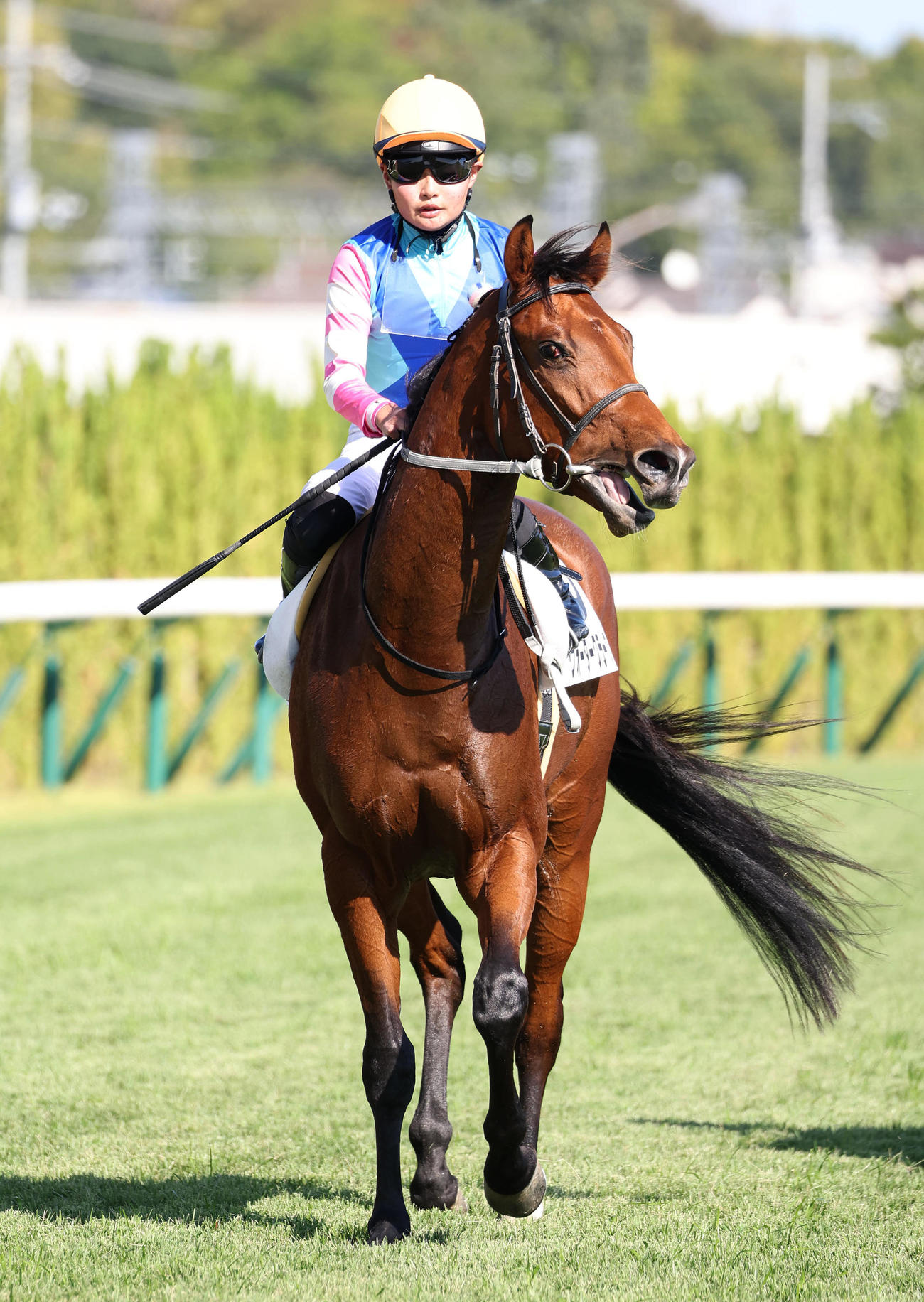 京都5R、新馬戦を制したウォータークラーク（撮影・白石智彦）