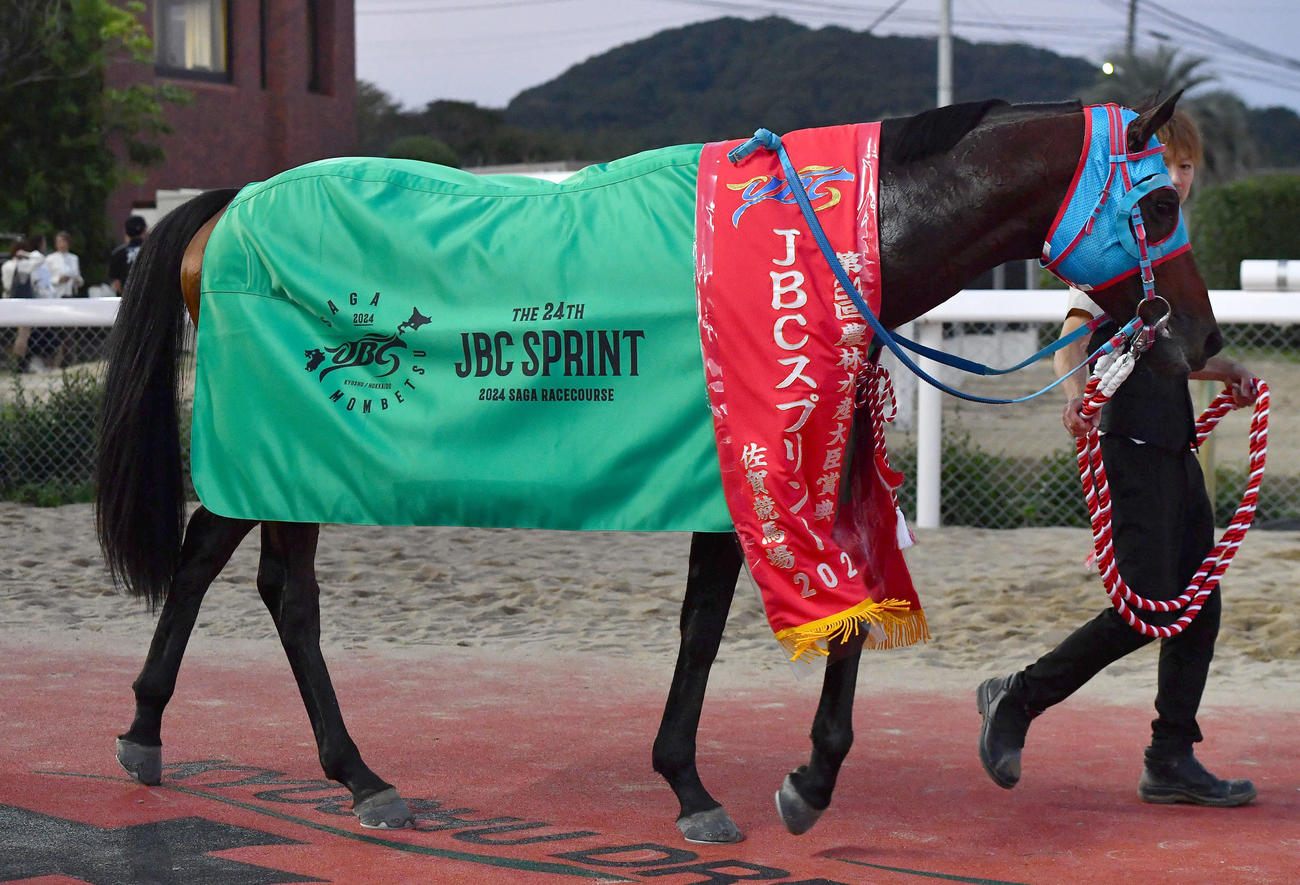 JBCスプリント　勝利したタガノビューティー（撮影・岩下翔太）