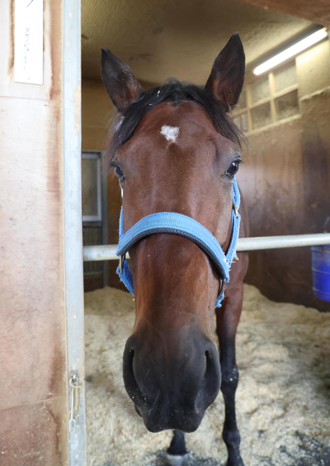 JBCスプリント制覇から一夜明け馬房でリラックスするタガノビューティー（撮影・白石智彦）