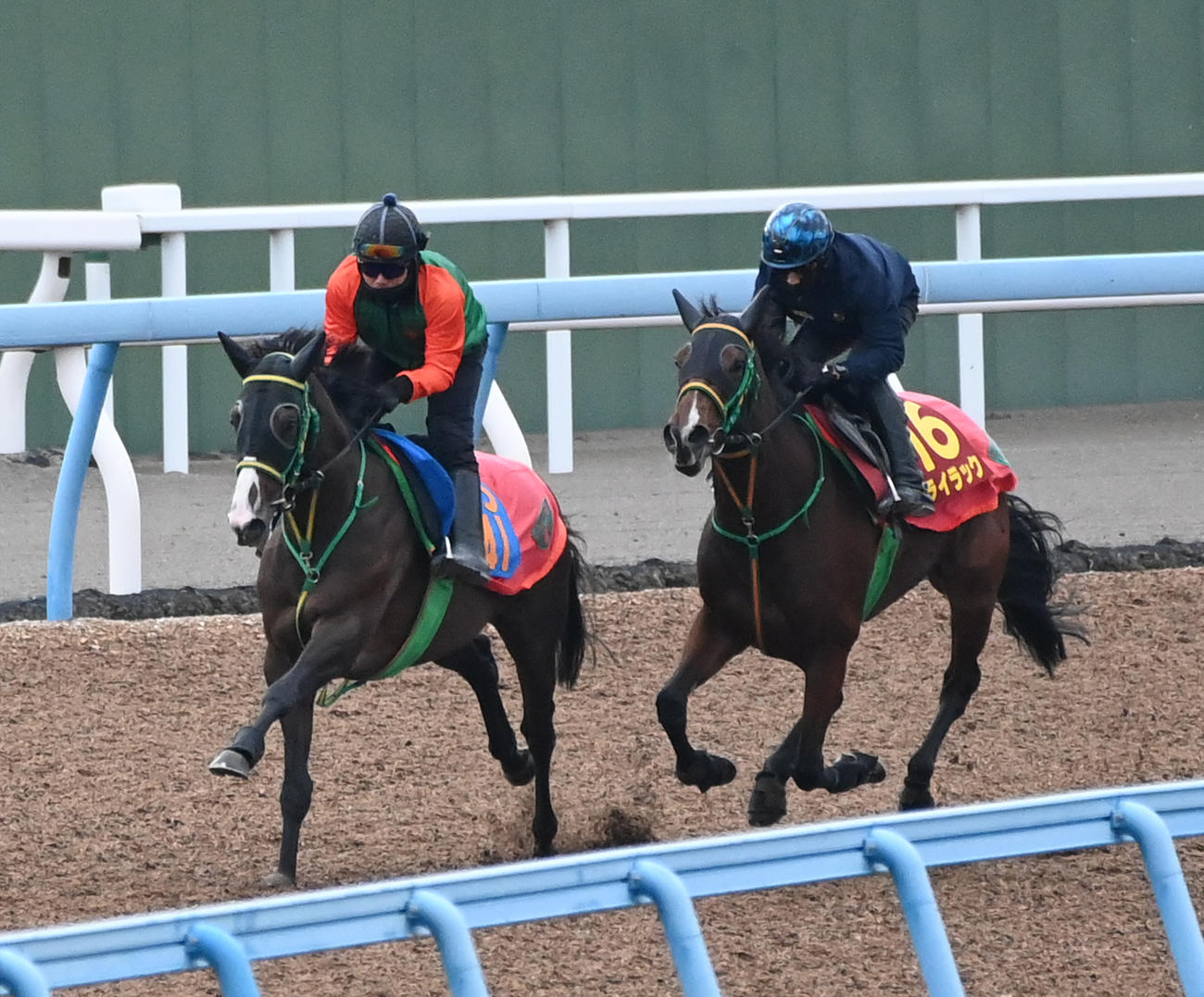 ライラック（右）はアドミラルシップと併せて追い切る（撮影・柴田隆二）