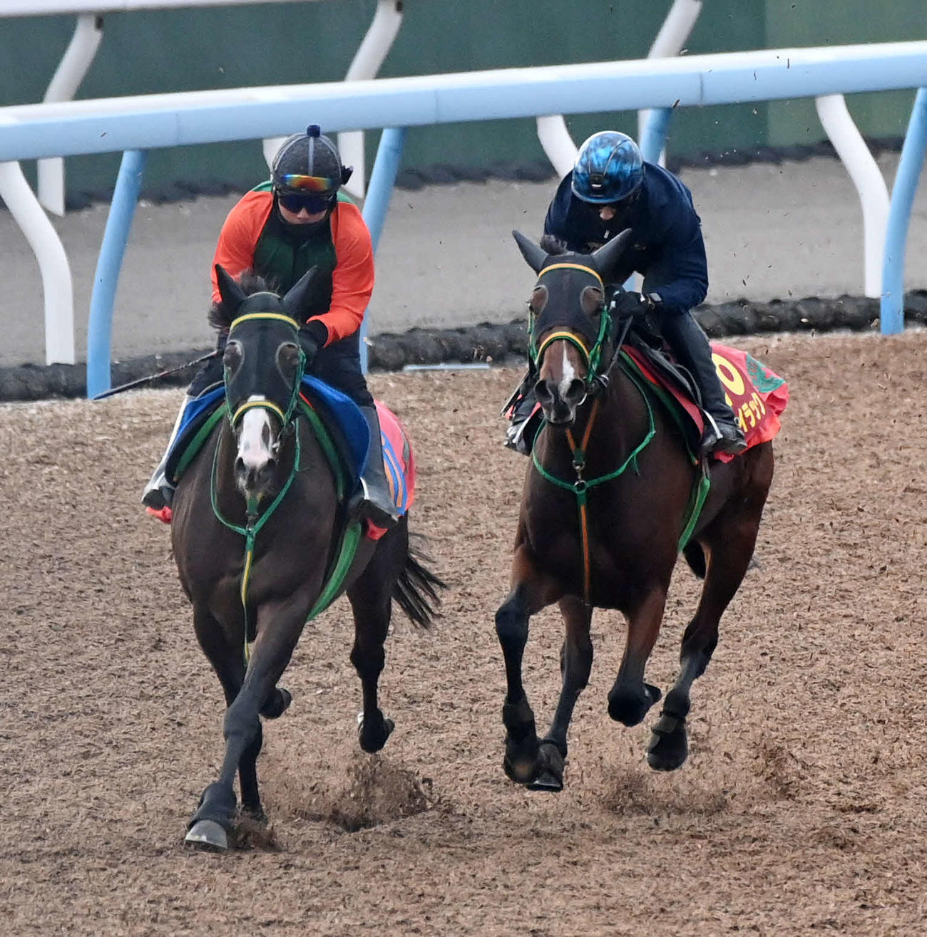 ライラック（右）はアドミラルシップと併せて追い切る（撮影・柴田隆二）