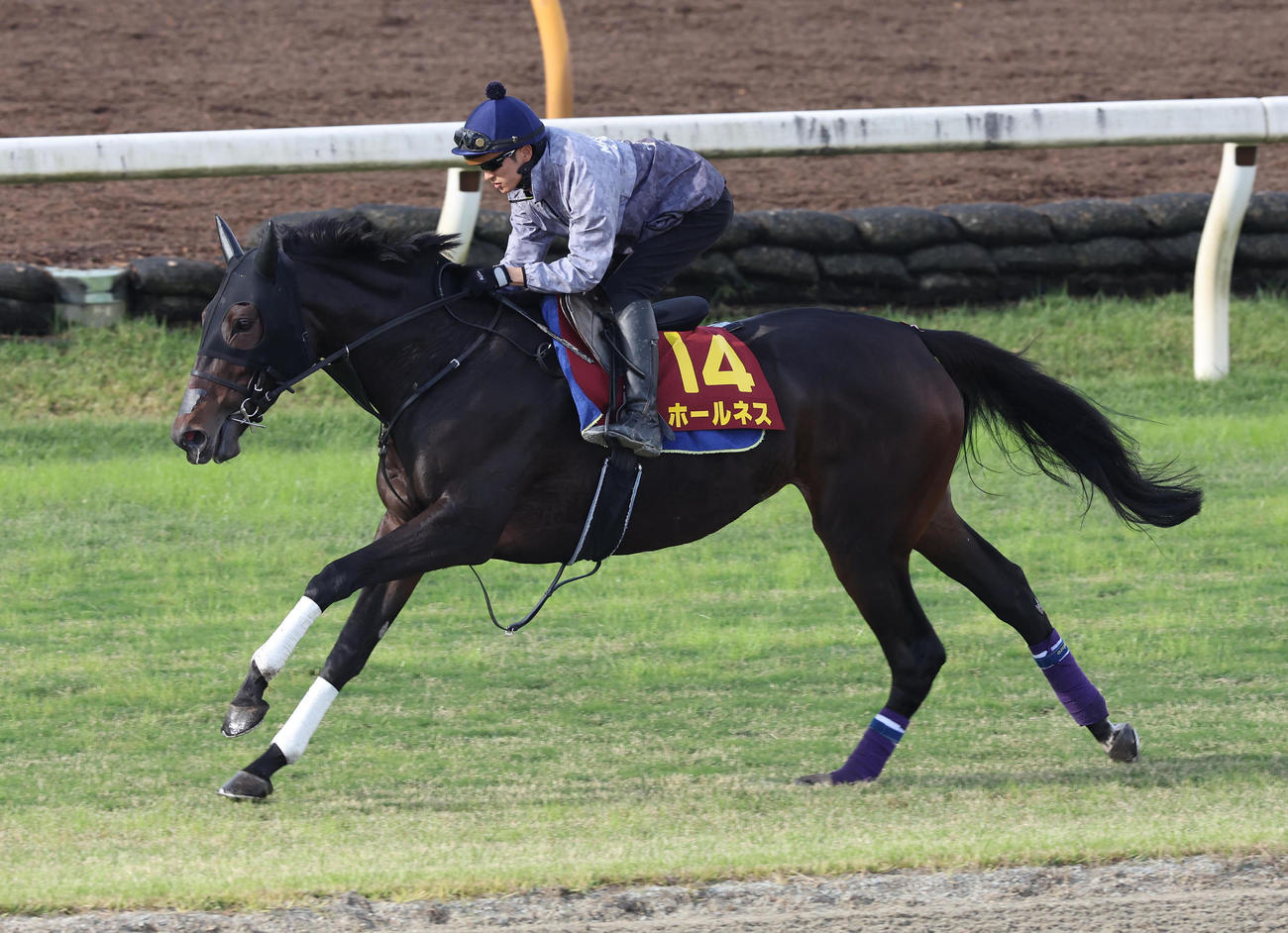 坂井騎手を背に芝コースを単走で追い切るホールネス（撮影・白石智彦）