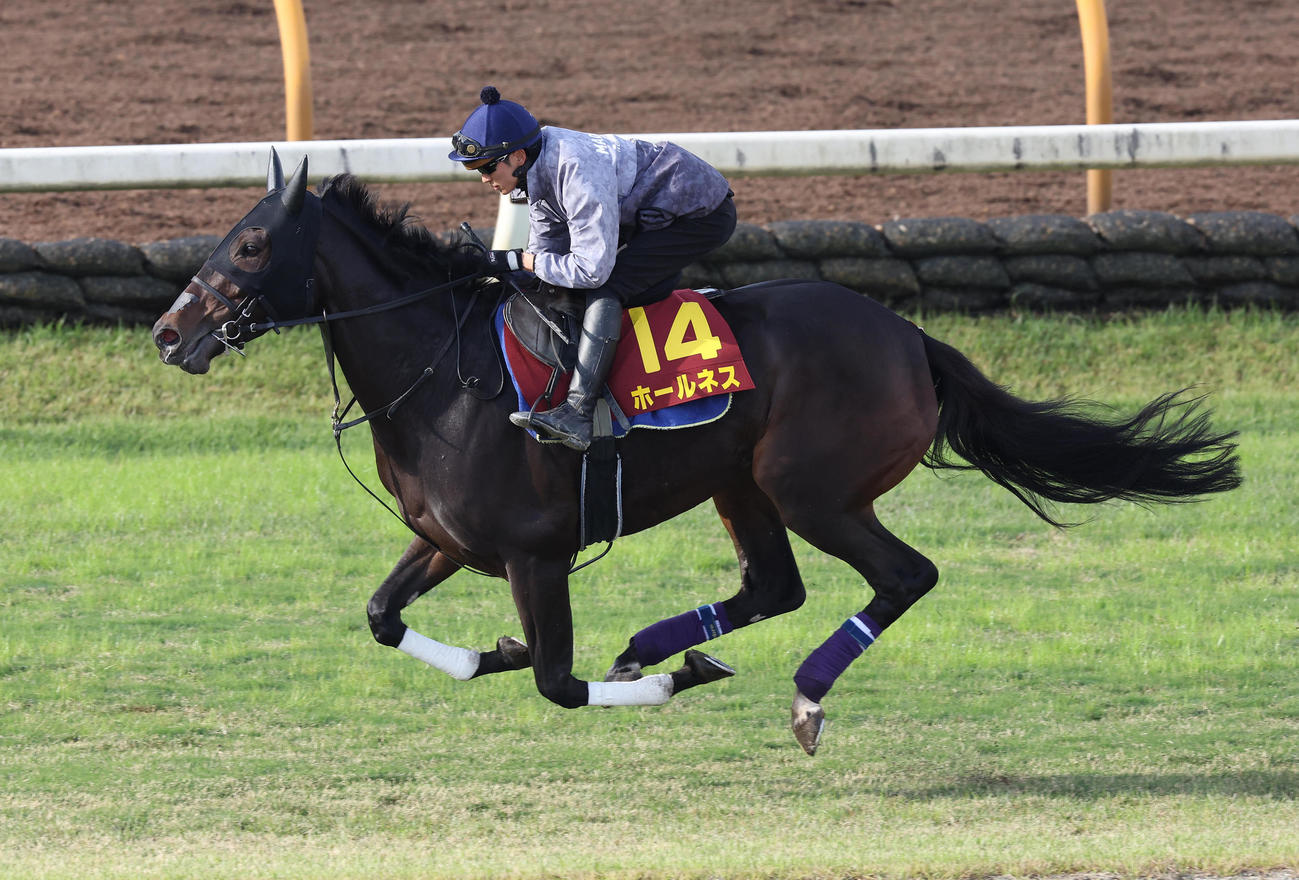 坂井騎手を背に芝コースを単走で追い切るホールネス（撮影・白石智彦）