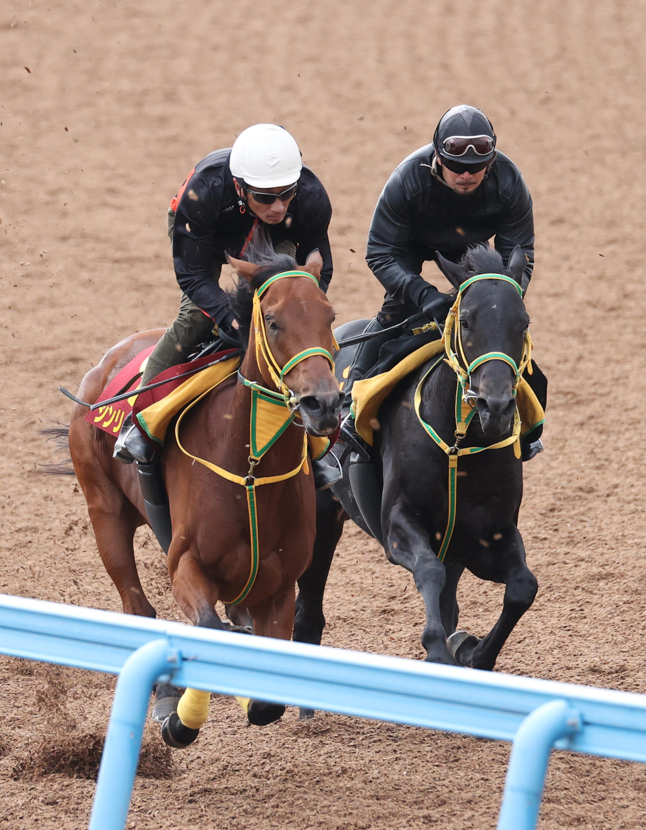 シンリョクカ（左）はフクノブルーレイクと併せて追い切る（撮影・柴田隆二）
