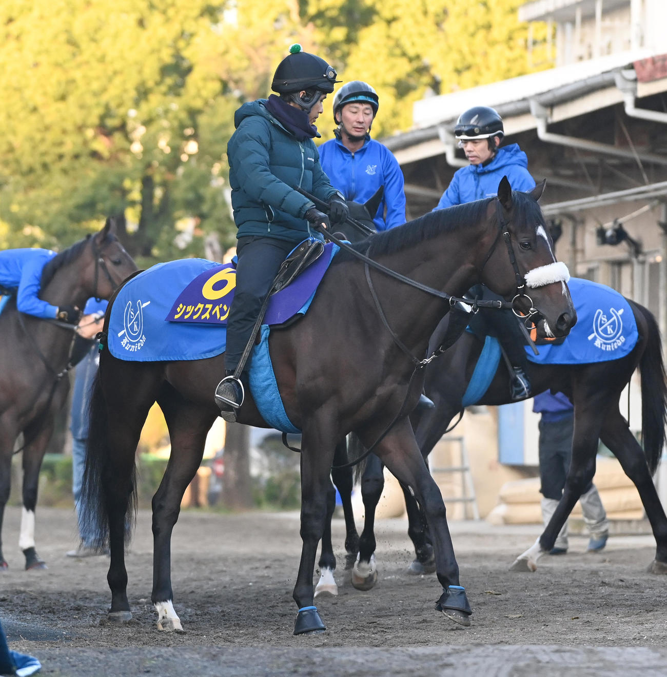 調教に向かうシックスペンス（撮影・柴田隆二）