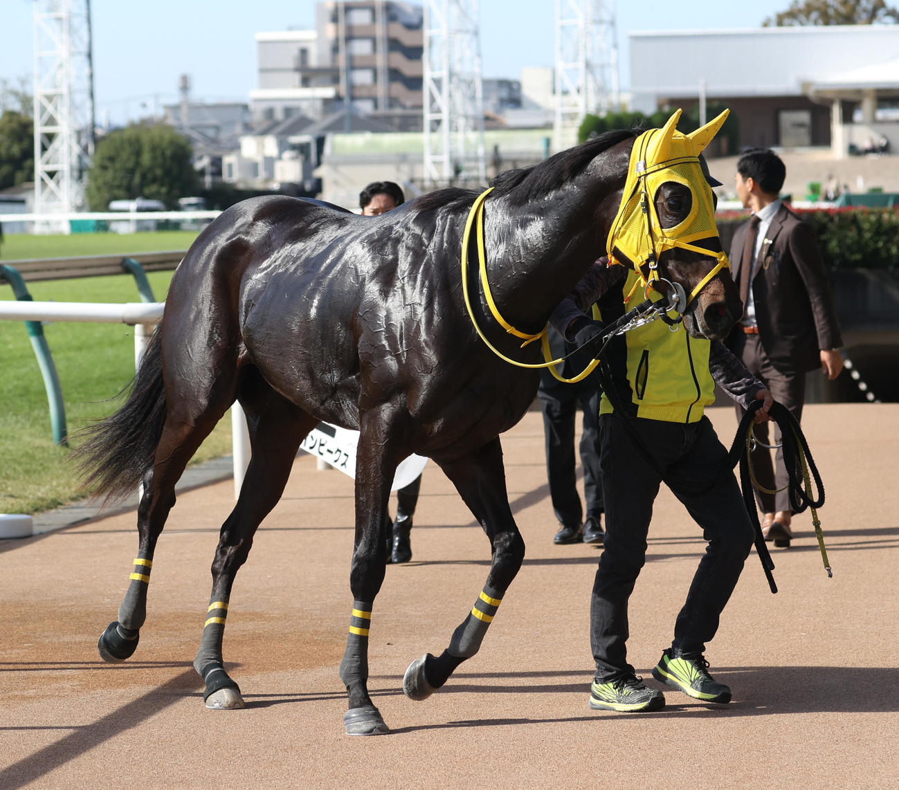 東京2R未勝利で1着のツインピークス（撮影・柴田隆二）