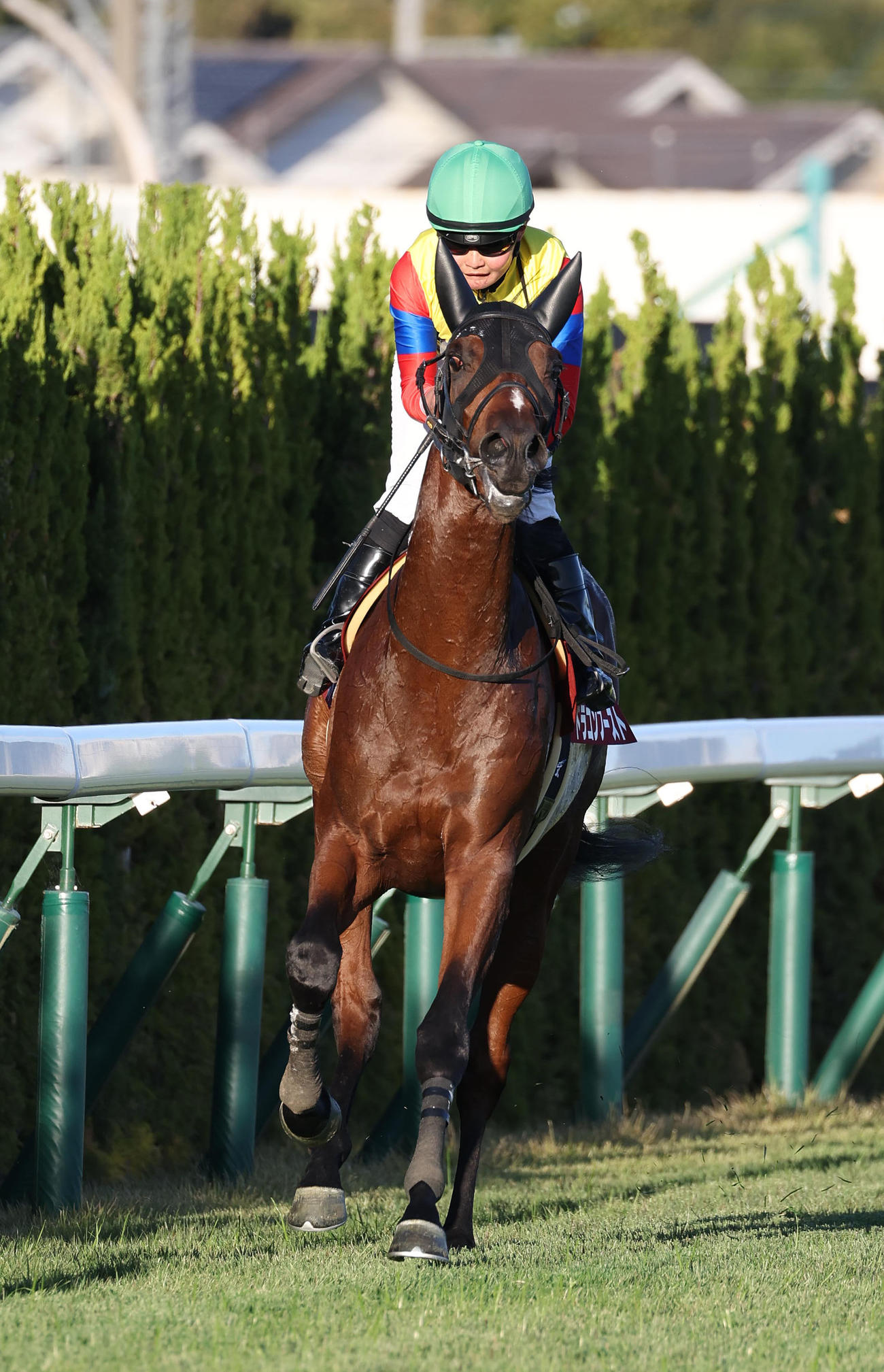京都11Rデイリー杯2歳S　2着に敗れたドラゴンブースト（撮影・白石智彦）