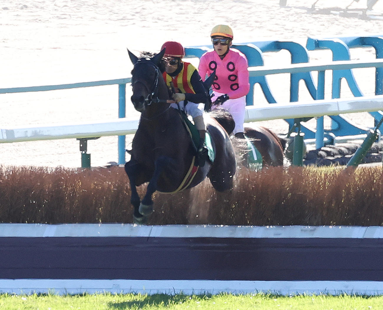 最終障害を飛越する京都ジャンプSを制したスマイルスルーと高田騎手（撮影・白石智彦）