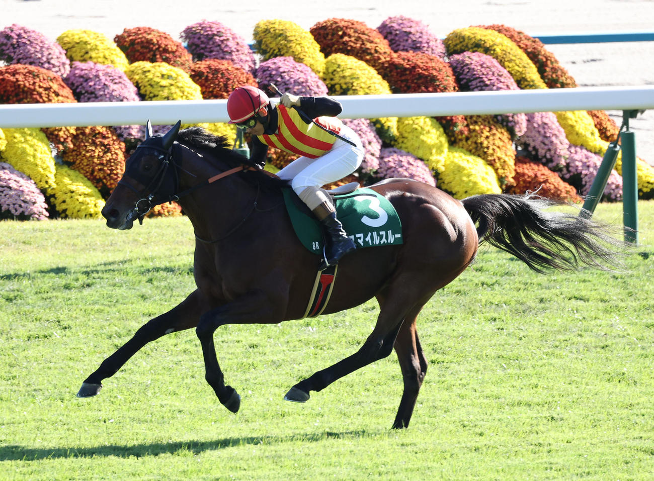 3連勝で京都ジャンプSを制したスマイルスルー。鞍上の高田騎手はガッツポーズ（撮影・白石智彦）